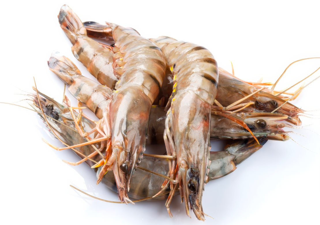 Ecuadorian shrimp for export