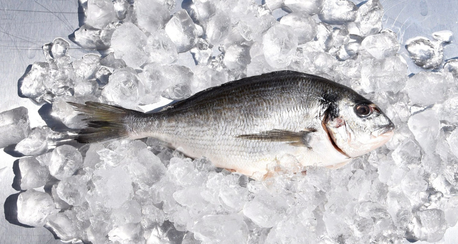 Seafood processing and packing